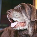 maladies du vieux chien