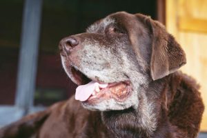 maladies du vieux chien