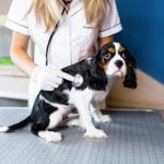 La maladie valvulaire dégénérative mitrale du Cavalier King Charles