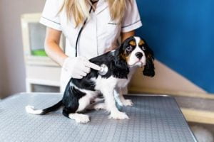 La maladie valvulaire dégénérative mitrale du Cavalier King Charles