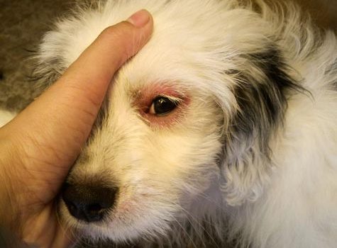 Mon chien perd ses poils autour de l'oeil - Toutoupourlechien.com