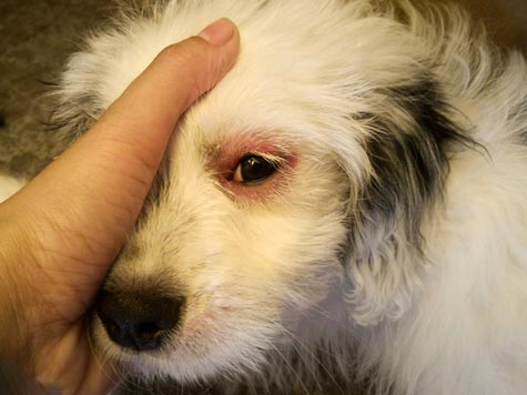 Mon Chien Perd Ses Poils Autour De L Oeil Toutoupourlechien Com