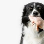 Aliment cru pour chien