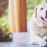 soulager l'arthrose du chien