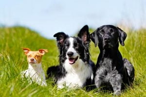 espérance de vie du chien