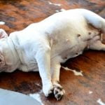 La hernie hiatale chez le chien