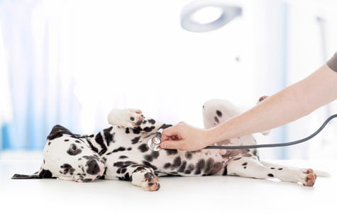 maladies du Dalmatien