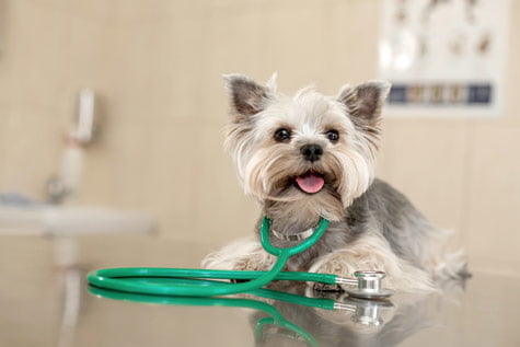 Les maladies du Yorkshire Terrier