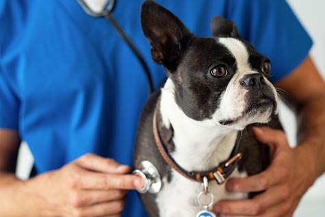 Les maladies du Boston Terrier