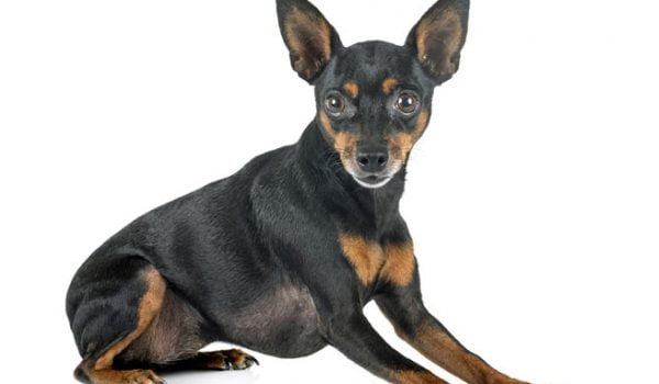Pinscher nain caractère