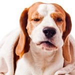La toux du chien