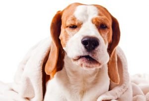La toux du chien