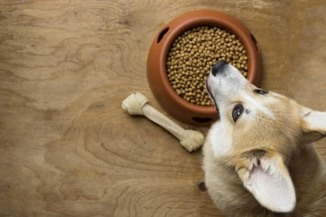 Alimentation du Corgi