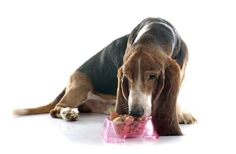 Alimentation du vieux chien