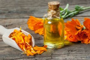 calendula pour chien