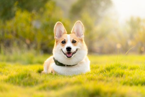 les maladies du Corgi