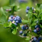 Myrtilles pour chien