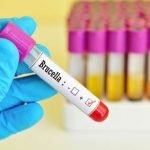 La brucellose chez le chien