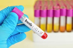 La brucellose chez le chien