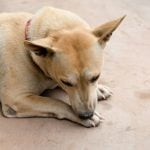 la dermatite de léchage