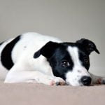 La discospondylite chez le chien