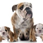 La dystocie chez la chienne