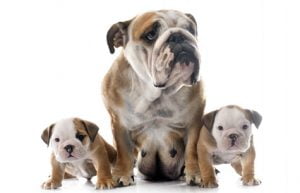 La dystocie chez la chienne