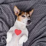 L'endocardite chez le chien