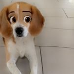 Filtre Snapchat Disney pour chien