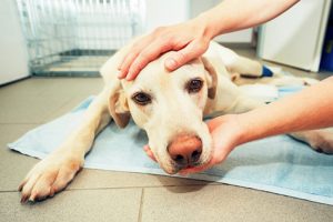 La glomerulonéphrite chez le chien