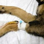 hémophilie du chien