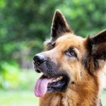 La hernie diaphragmatique du chien