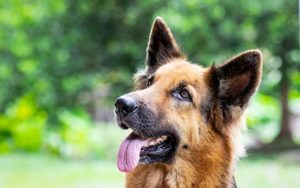 La hernie diaphragmatique du chien