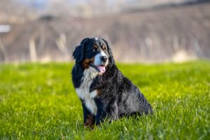 Les histiocytoses chez le chien