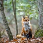 La maladie du renard chez le chien