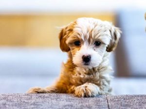 Nom de chien en S pour 2021