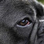 Syndrome de Claude Bernard Horner chez le chien