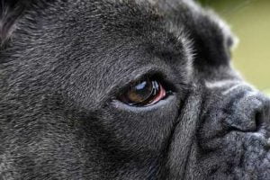 Syndrome de Claude Bernard Horner chez le chien