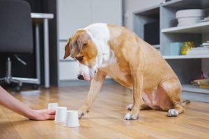 Activité pour chien