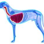 Le cancer du poumon chez le chien