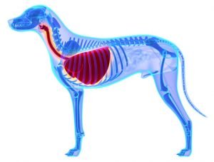 Le cancer du poumon chez le chien