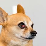cherry eye chez le chien