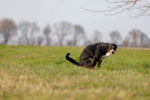 le côlon irritable du chien