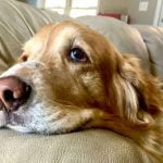 sarcome des tissus mous chez le chien