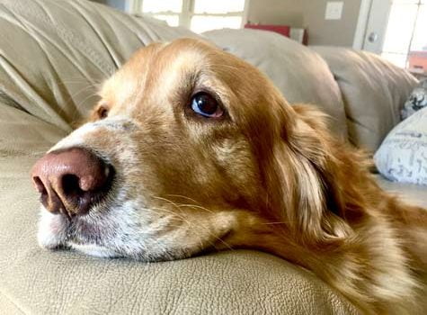 Sarcome des tissus mous du chien : symptômes, diagnostic, traitement