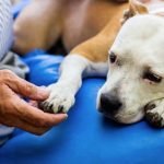 Le syndrome de Cadiot-Ball chez le chien