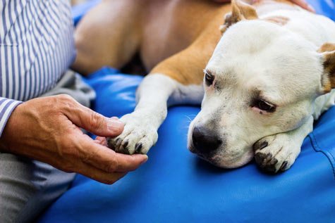 Le syndrome de Cadiot-Ball chez le chien