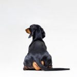 syndrome de la queue de cheval du chien