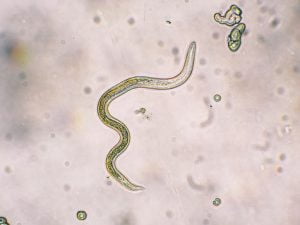 La toxocarose du chien