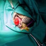 Tumeur de la gueule du chien